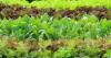 Taylor Farms expands iceberg lettuce recall to NC, 26 other states amid cyclosporiasis cases