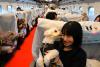 Planes, trains, hotels catering more to travelers and their pets