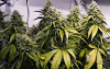 Ashburton cannabis grower may have home confiscated