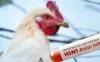 Cook Islands on alert after H5N1 bird flu detected in New Zealand