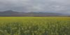 Tennessee canola acres increased in 2026