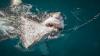 Young woman suffers major injuries after great white shark bite caught on video