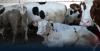 Death of around 60 cattle and closure of livestock markets in Suluq and Qaminis