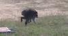 Wild Raccoon With Rare Spinal Condition Captures the Heart of the Internet