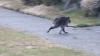 Devastating truth about Seattle's viral deformed mutant raccoon Jimothy