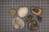 Stanford Scientists Solve a 252-Million-Year-Old Mass Extinction Mystery