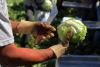 Taylor Farms recalls lettuce in Pa. and N.J.; FDA says consumers should avoid it despite false positive Cyclospora test