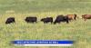 Montana ranchers watch cattle closely as heat stress risk rises