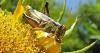Rotten food highlights another failure of USAID