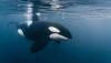 Off Mexico, drone footage shows a mother orca hunting a sea turtle with her calf nearby