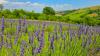 Forget France, there's a day out in Wales where fields smell like perfume and it's magnifique