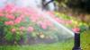 Gardening: Summer, rains and sprinklers