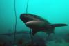 Diver survives after being bitten by nearly 7-foot shark in Australia: ‘Pretty good bite’