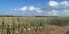 ‘Trying to keep up’: Kansas farmers see strain on crops with extreme heat, no rain