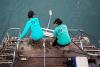 Brazilian researchers defend the sharks of their coastline