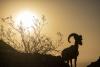 Trump Admin Guts Endangered Species Act to Prioritize Corporate Interests