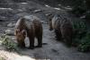 Threatened Wildlife Lose Automatic ESA Shield as Trump Scraps 50-Year Blanket Rule
