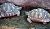 Man arrested in UP’s Kanpur with 171 protected Indian Roofed Turtles