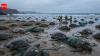 Nearly 150 turtles washed ashore on a Canadian lake, but scientists found the real killer hiding in a brutal winter