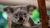 Wildlife holiday bucket list: The new ‘big five’ animals that travellers want to see