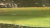 New insect poses growing threat to Louisiana sugar cane farmers