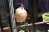 Millions of songbirds are trapped in Indonesia for pets, and experts warn of silent forests