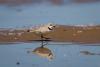 Today in Chicago History: Piping plovers Monty and Rose force cancellation of Montrose Beach music festival