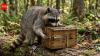 Scientists gave wild raccoons four-lock puzzle boxes to test their problem-solving skills, but the animals opened them using completely different techniques