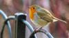 Gardeners urged to do one thing daily in July to protect robins