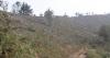 Asturias puts out to tender the forest reforestation of the Yerbo mountain in Tineo