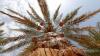 Abu Dhabi Heritage Authority launches new date palm varieties inventory