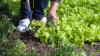 Taylor Farms Recalls Iceberg Lettuce in 27 States as Cyclospora Outbreak Sickens Thousands Across the U.S.