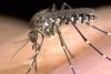 When A Mosquito Bite Needs More Than A Home Remedy