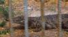 Israel advancing ‘crocodile prison’ plan against Palestinian abductees