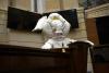 How a ‘white elephant’ ended up in Colombia’s Congress
