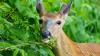 Select Ohioans to win extra scenic deer-hunting opportunities