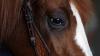 Ohio State ATI to host Equine Excellence Expo in Apple Creek