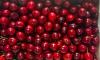 Export of Kashmir's premium cherries, plums to Singapore to boost farmers' income: Piyush Goyal