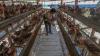 Indonesia Eyes Poultry Exports to China, Middle East