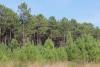 A new outbreak of pine wood nematode detected in the Pyrénées-Atlantiques region