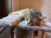 Campaign 'Chip. Neuter. Register.': Animal welfare groups highlight risks of uncontrolled cat population