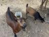 Meet Joe, Buttercup and Gary, San Francisco’s smallest goat-landscaping business