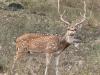 India News | 50 Spotted Deer Released in Forests in Surat to Strengthen Biodiversity, Help Reduce Human-wildlife Conflict