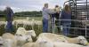 Agriculture in NWLA: Find out how, why these family farms raise beef and dairy cattle and sheep.