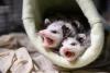 Auburn’s Misfits Rehab, a haven for hurt wildlife, needs help: ‘I have never met a more selfless human being’