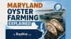 Maryland Oyster Farming Explained
