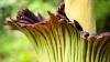 Scientists Studying Earth's Flowering Plants Issue a Stark Warning to Humanity