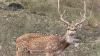 Gujarat: 50 spotted deer moved from Gir to Surat to curb conflict
