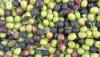Omani olive oil project bags 3 gold medals in international contests