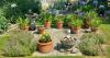 Heatwave gardening: what’s thriving and what’s struggling